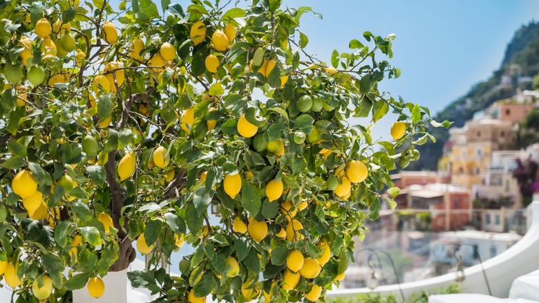 healthy fruiting lemon tree