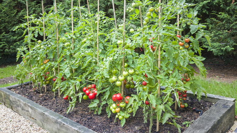 This raised garden bed is full of healthy, productive tomato plants.