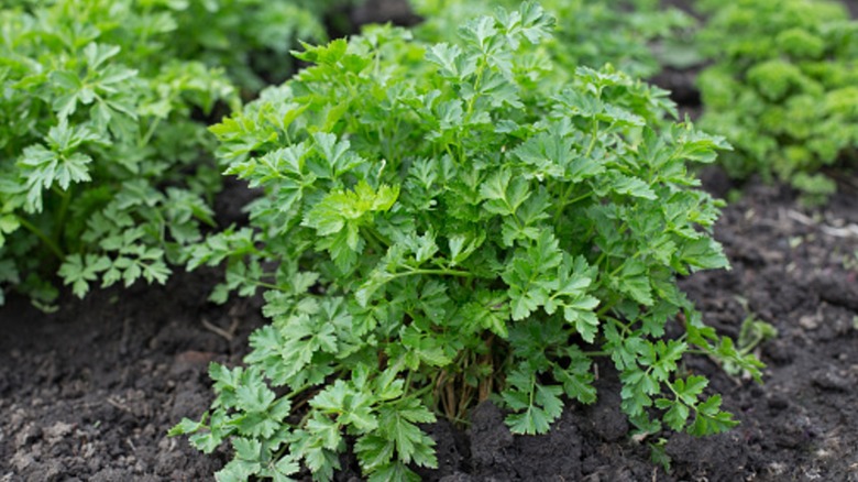 Parsley plants grow in rich, dark garden soil.