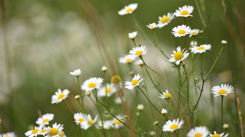 Chamomile flowers in the foreground of a field