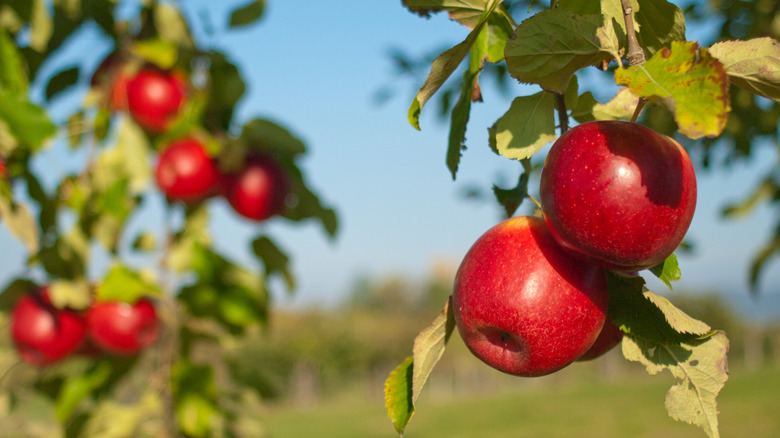 Red apples hanging on tree branches