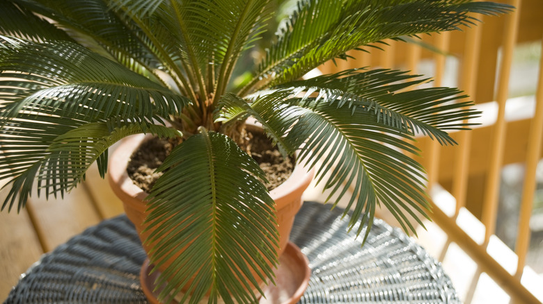 Potted sago palm