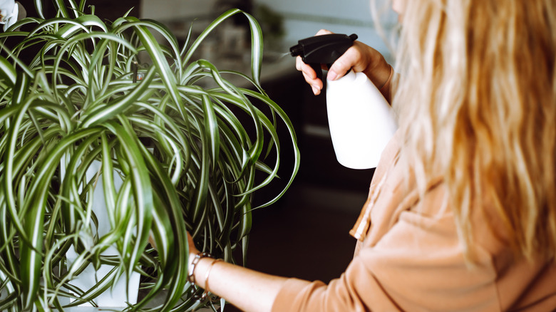 Spider plant