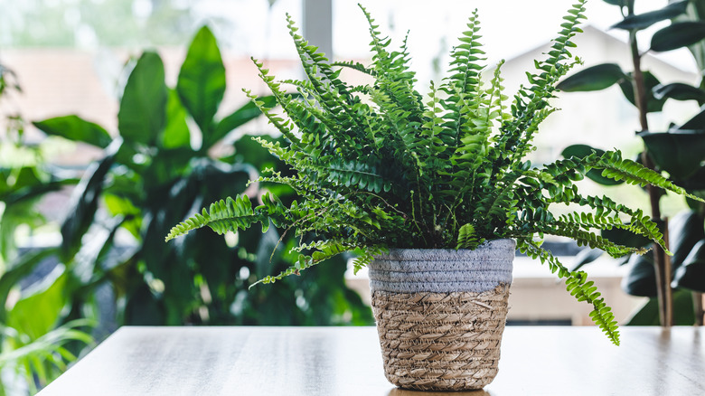 Boston fern on table