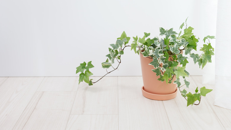 Potted ivy plant