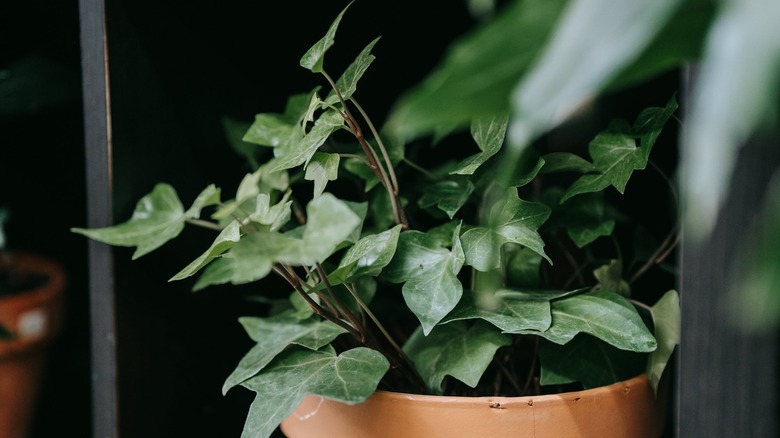 ivy plant in brown pot