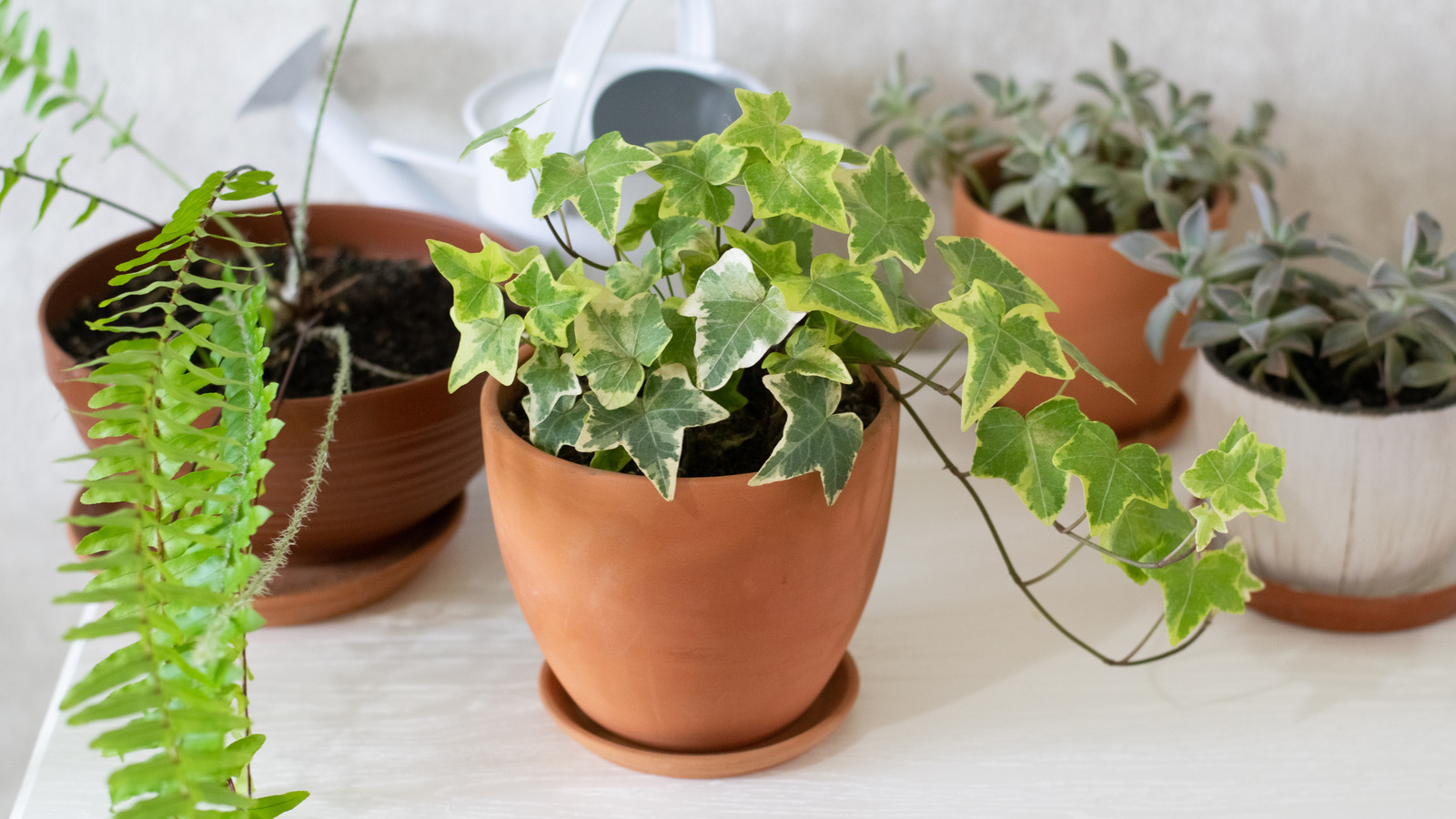 The Popular Houseplant That Cleans Mold Spores In The Air