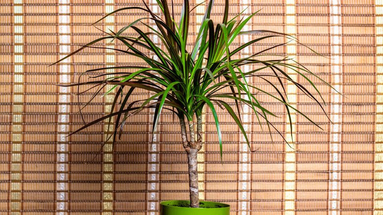 potted dragon tree plant