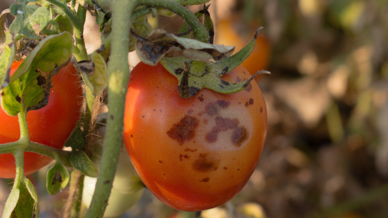 tomato with fungal disease