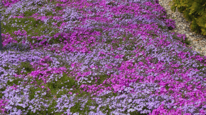 southern maidenhair fern plants closeup