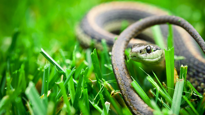 Snake in yard