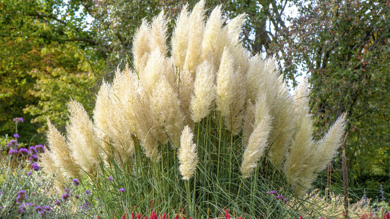 Pampas grass blowing