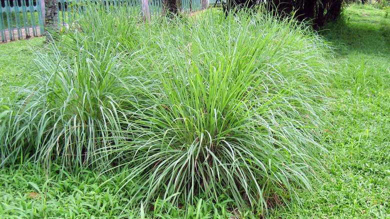 Lemongrass plant in yard