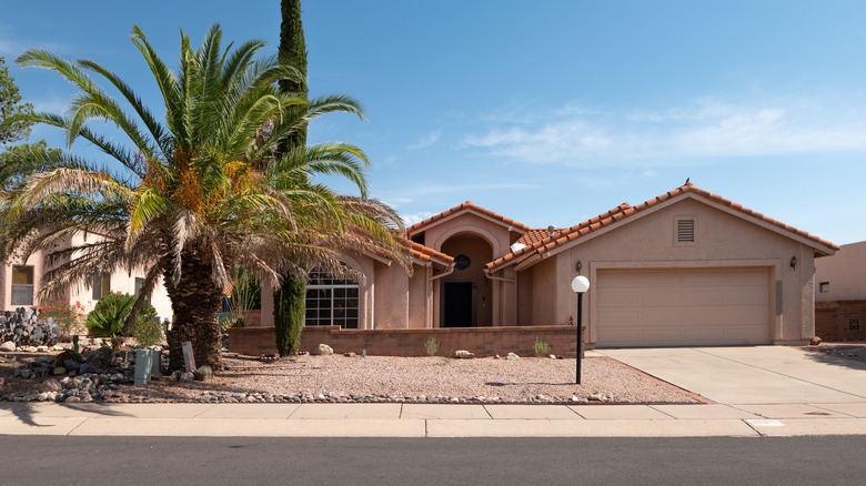 Palm tree in Arizona yard