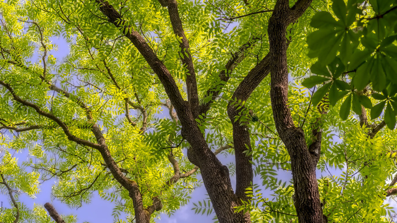 Looking up at an ash tree's leaves and branches.