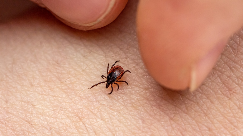 ticks may carry Lyme disease