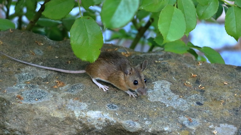 mouse on a garden wall