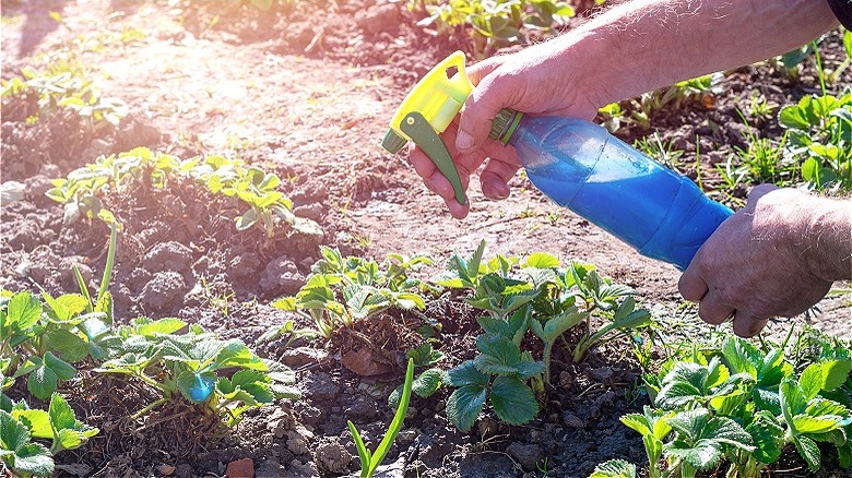 Spraying garden for snakes