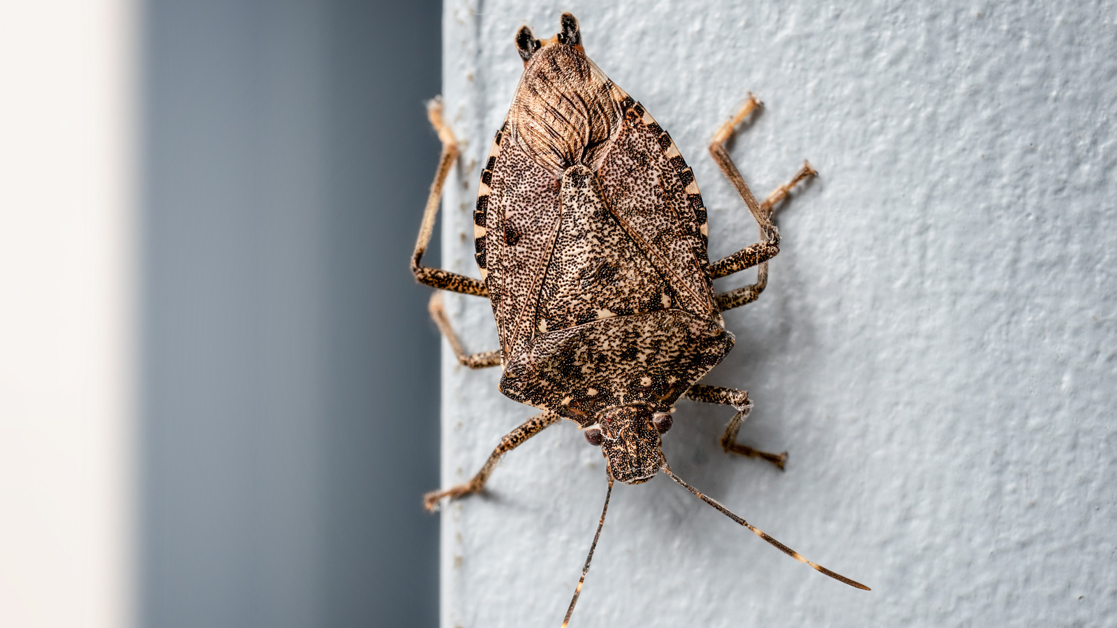 the-popular-scent-you-need-to-keep-stink-bugs-out-of-your-home