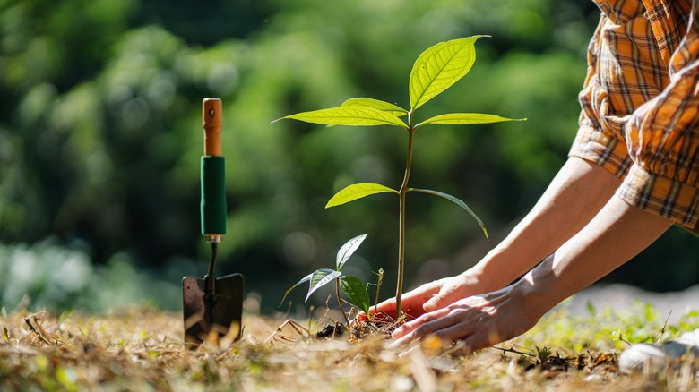 person planting tree