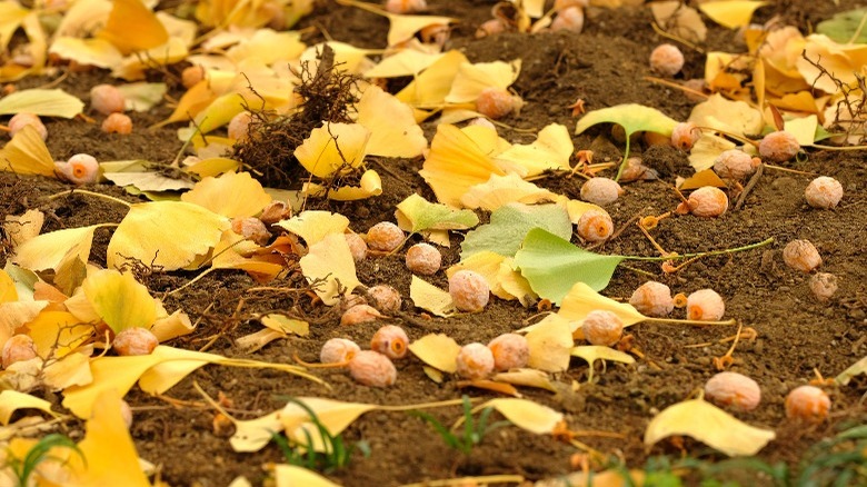 fallen ginkgo leaves and seeds