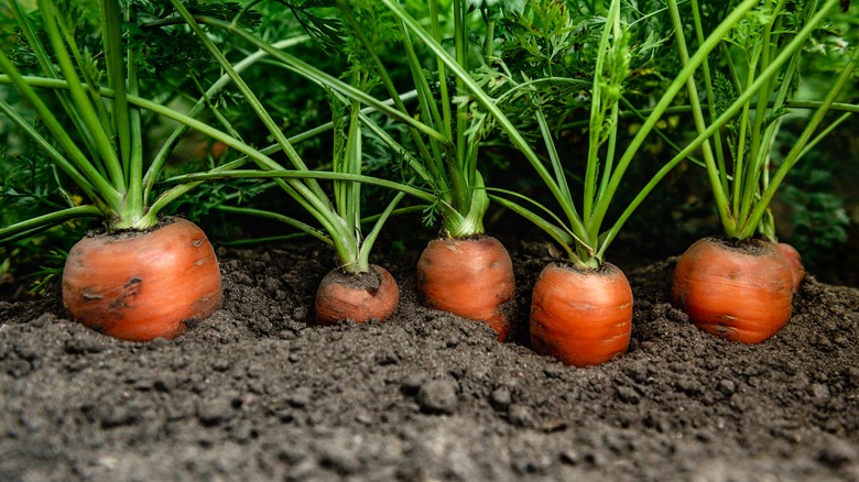 carrots growing in soil 