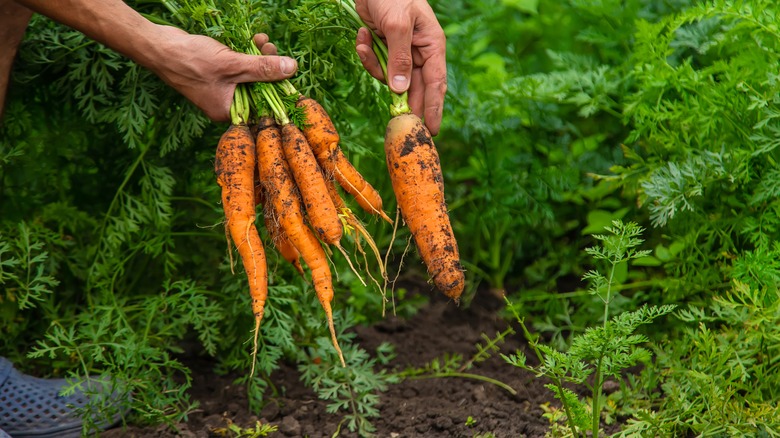 carrots being unplanted 