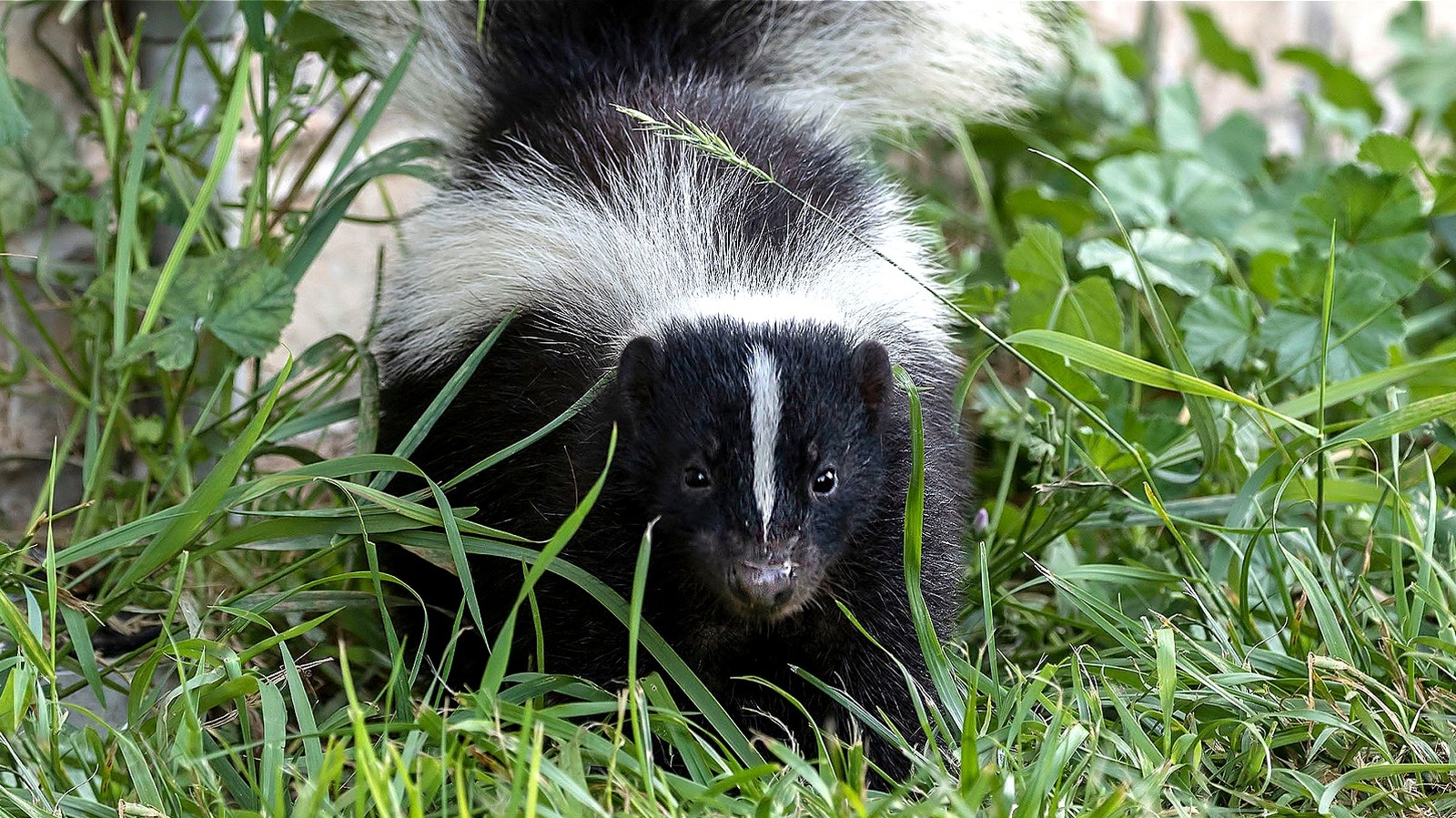 The Popular Vegetable That Will Keep Skunks Far Away From Your Home