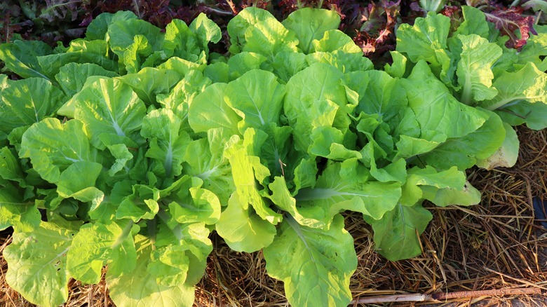 Lettuce in garden