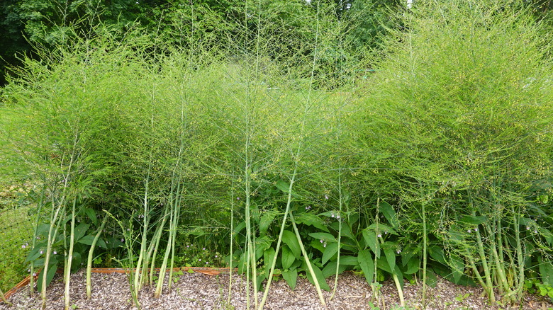 asparagus plants with foliage