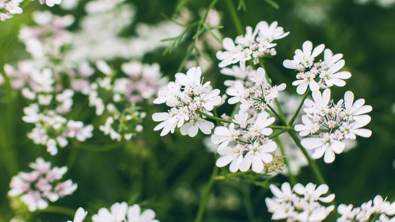 white cilantro flowers