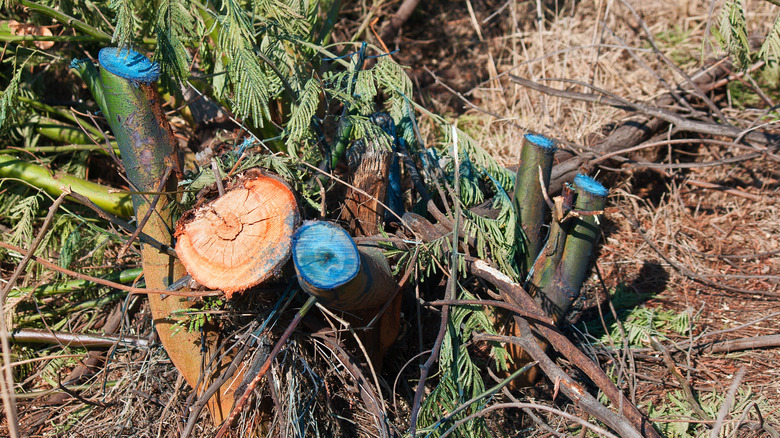 Freshly cut tree stumps treated with a blue-colored herbicide