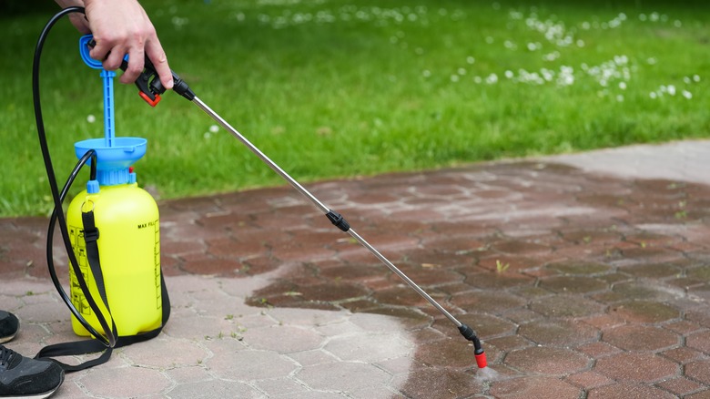 person spraying pavers with herbicide