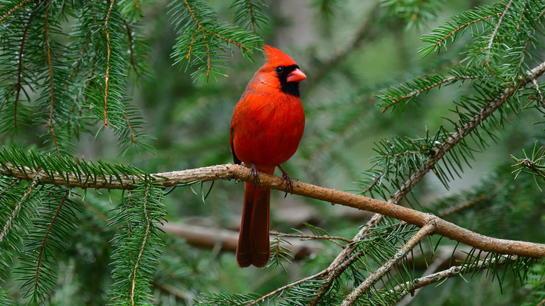a red bird