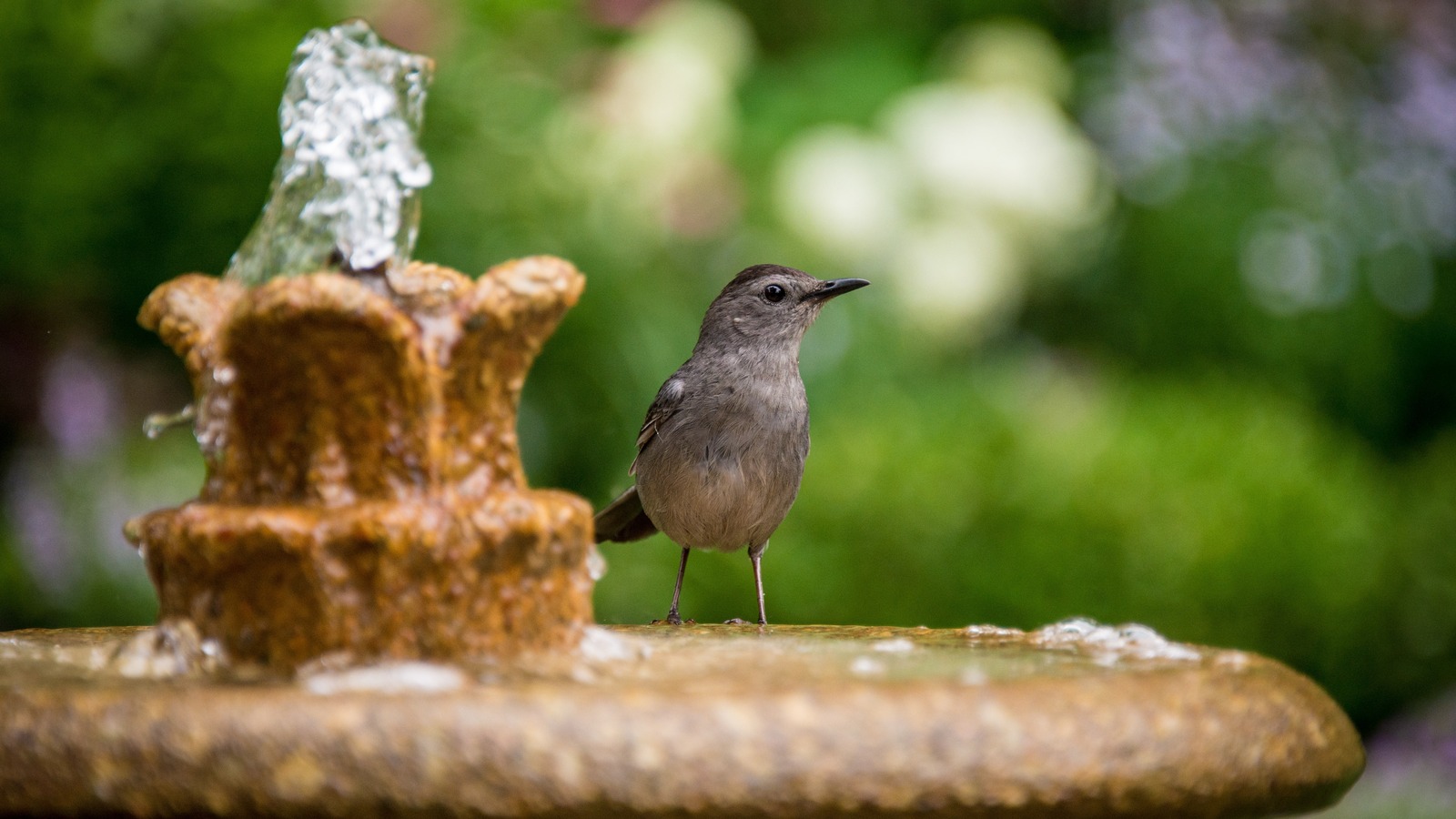 Benefits of Solar Fountain Bird Baths, (and Do They Work)? - GardensAll