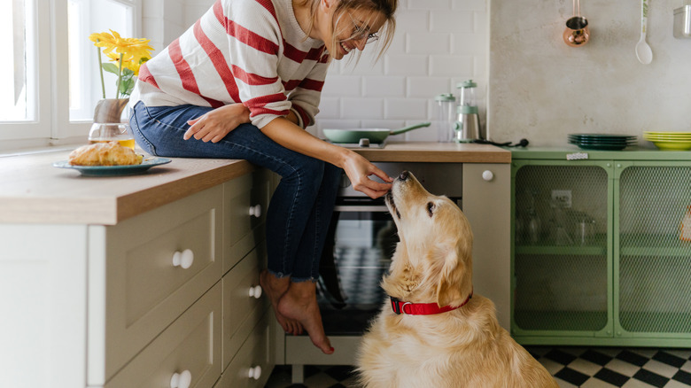Dog in kitchen eating from owner's hand