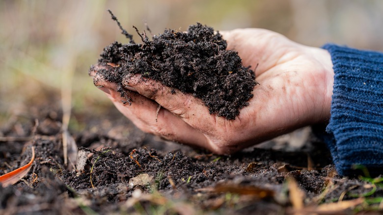 Hand holding moist soil