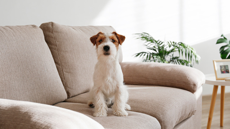 Dog on couch