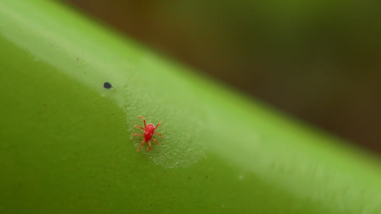 Chigger on grass