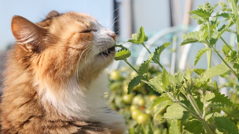 Cat smelling catnip plant