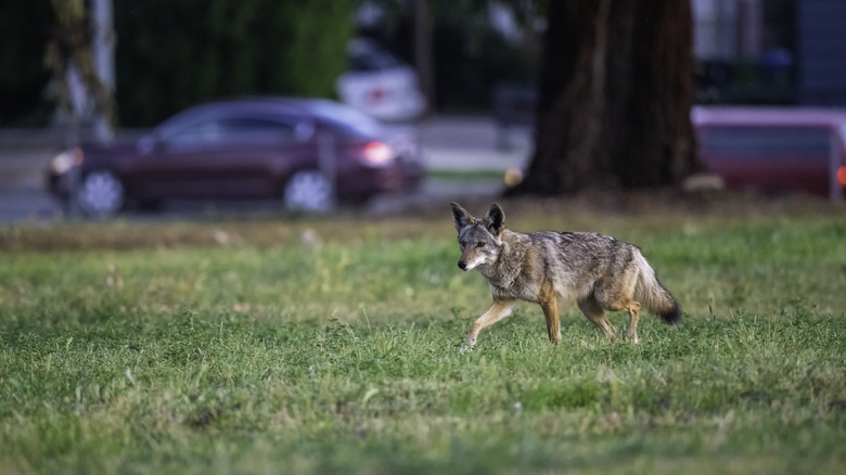 Coyote running across a lawn