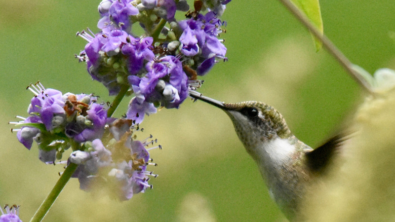 hummingbird feeding from vitex flower