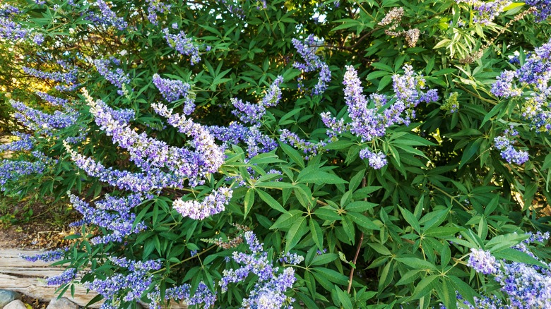 blooming chaste tree