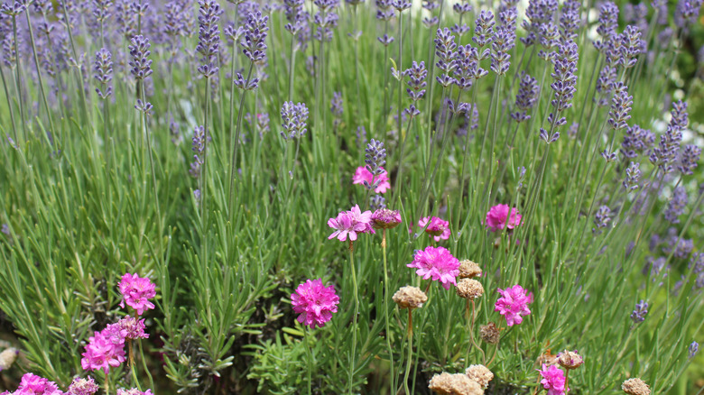 sea thrift and lavender 