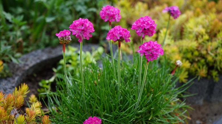 pink flowering sea thrift 