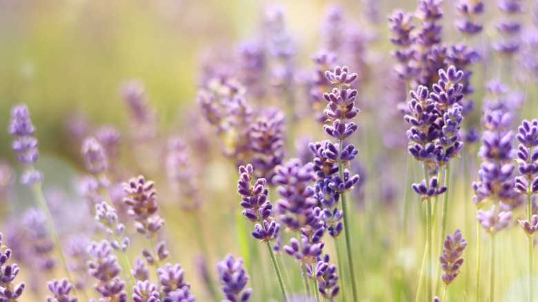 lavender close-up