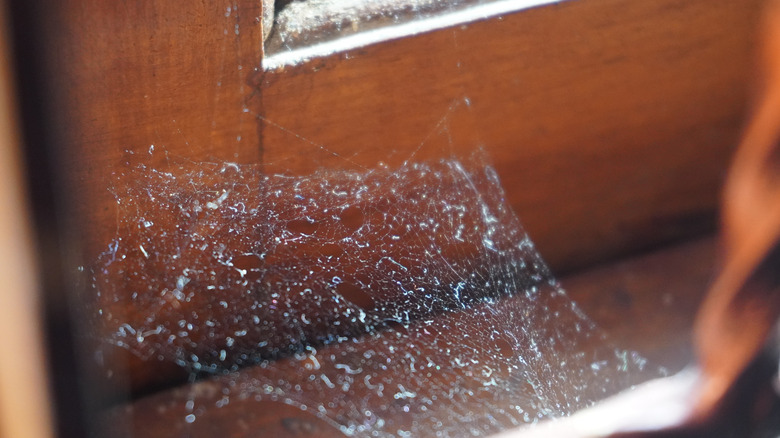 cobweb on wooden window frame