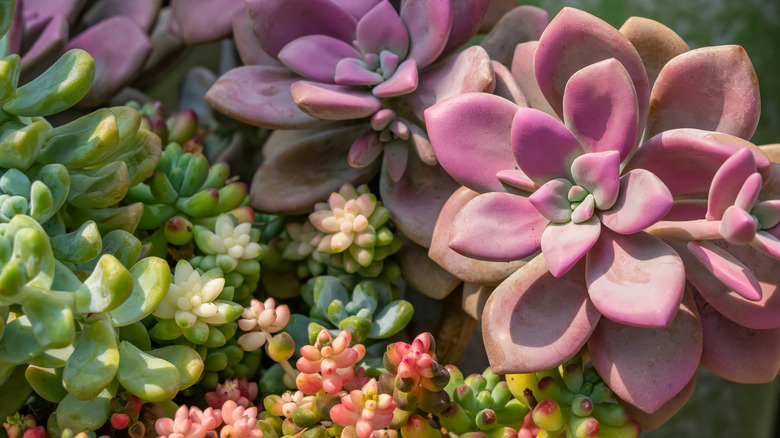 Purple succulents growing outside