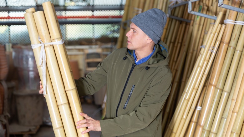 person examining bamboo for purchase