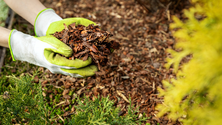 person wearing gloves adding pine bark mulch to garden